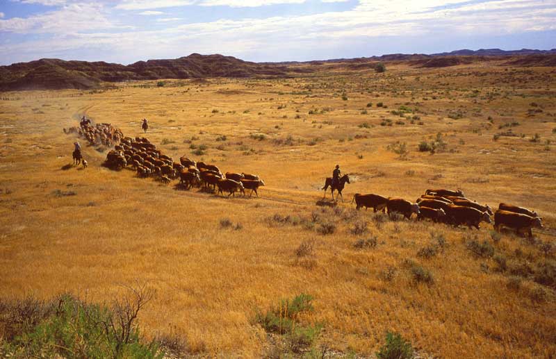 Cattle roundup on ranch land