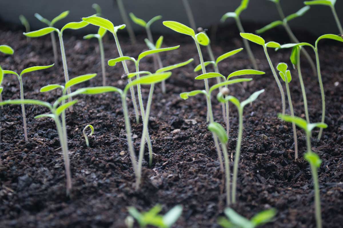 Plants sprouting from the earth