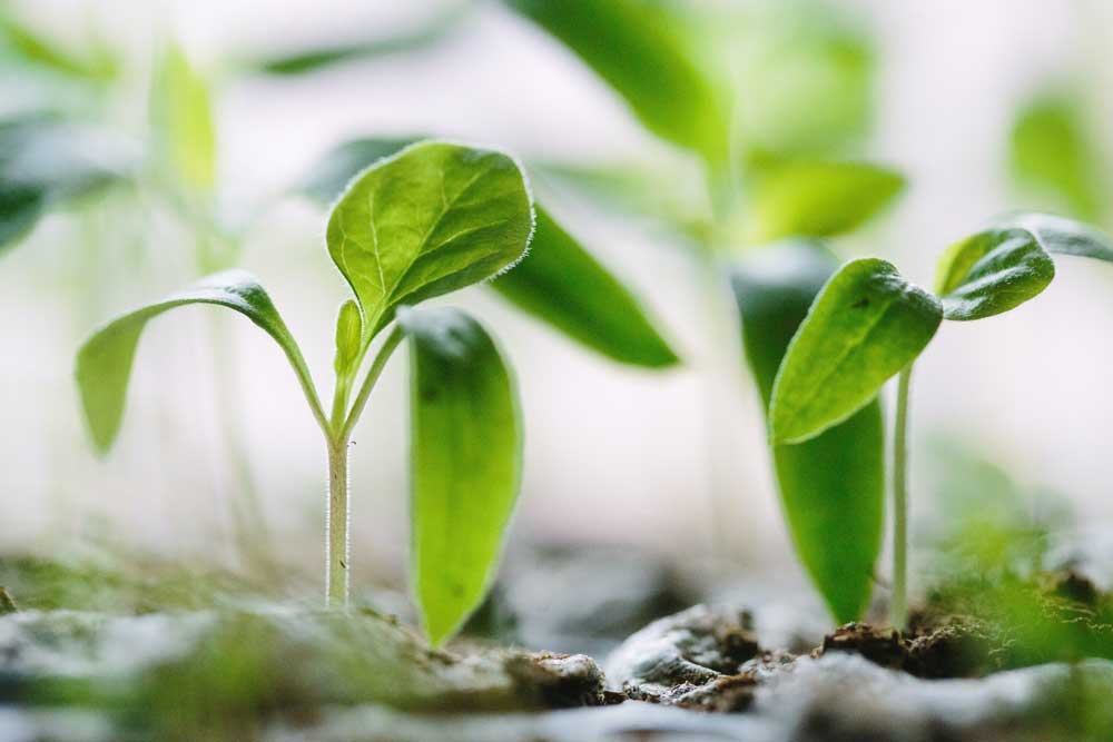 Green seedlings