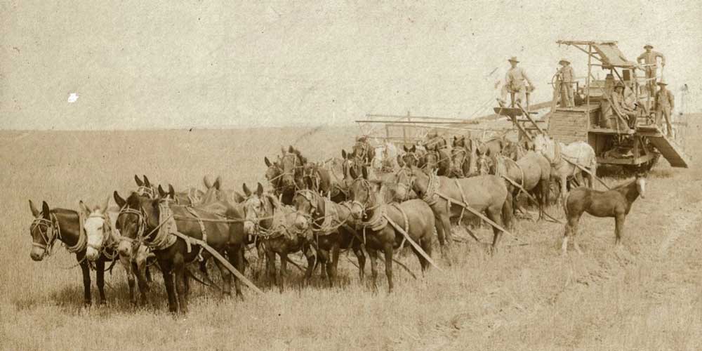 Field implement being pulled by a large team of mules